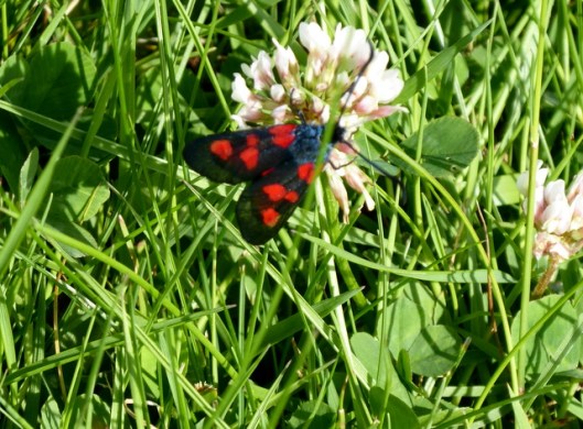 p1000597five-spot-burnet-moth