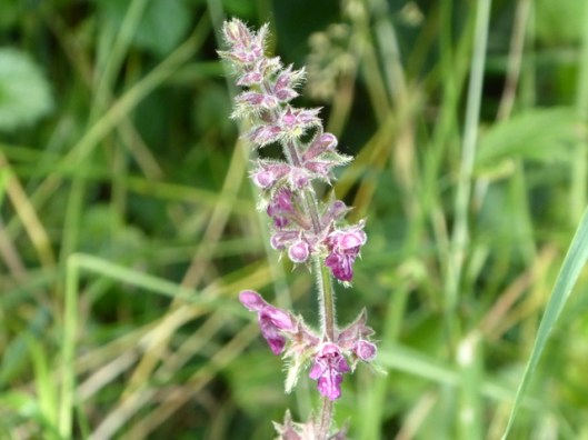 p1000632hedge-woundwort