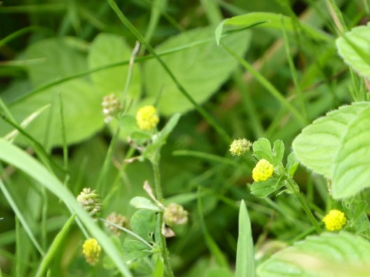 p1000633black-medick