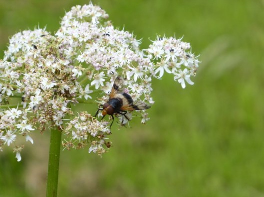 p1000635volucella-pellucens