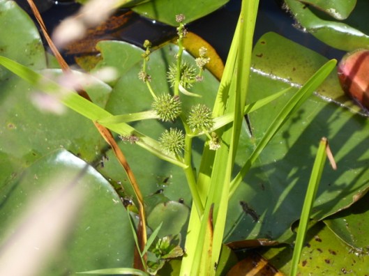 p1000641branched-bur-reed