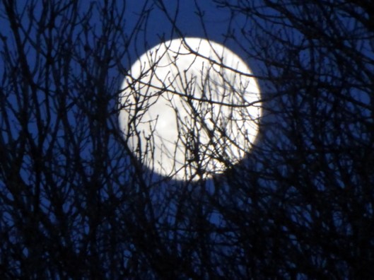 p1010605full-moon-11-01-17