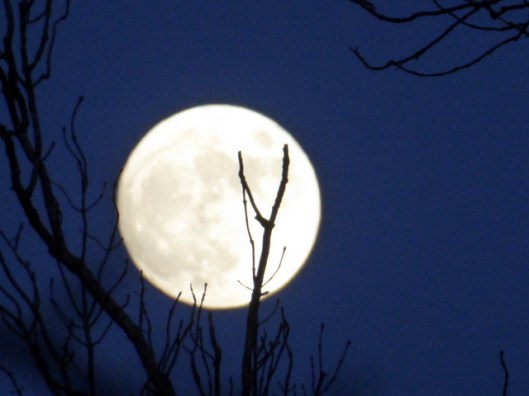 p1010607full-moon