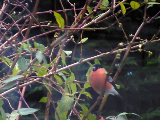 p1010652bullfinch