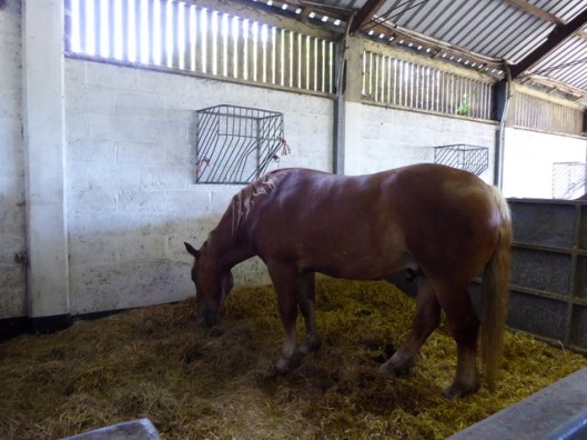 p1000662suffolk-punch