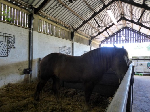 p1000663suffolk-punch