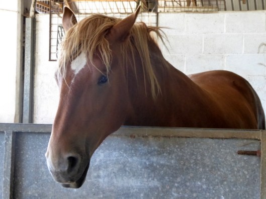 p1000664suffolk-punch
