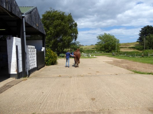 p1000666suffolk-punch