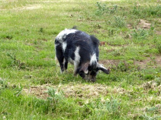 p1000677hairy-b-w-pig