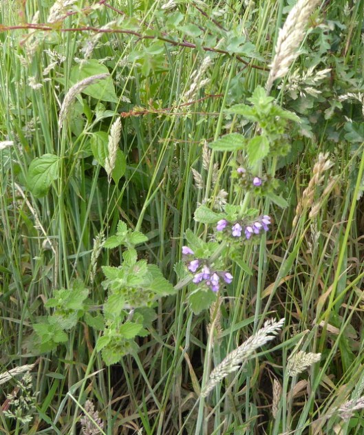 p1000680black-horehound-001