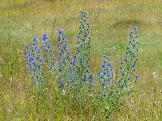 p1000696vipers-bugloss