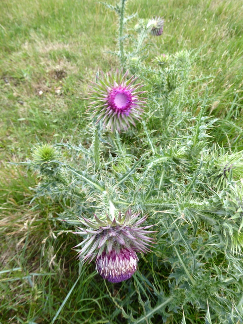 p1000701spear-thistle