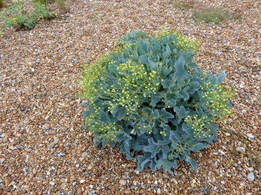 p1000707sea-kale