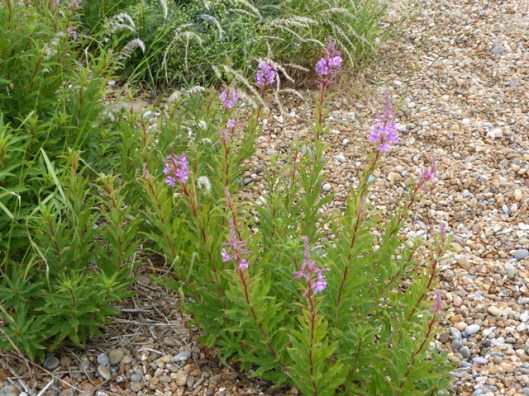 p1000710rosebay-willowherb