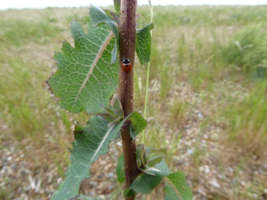 p1000715ladybird-on-prickly-lettuce
