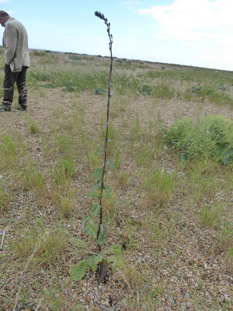 p1000716prickly-lettuce