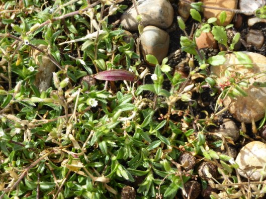 p1000731mouse-ear-perhaps