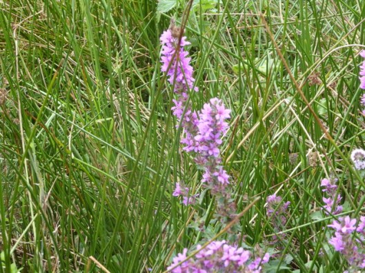 p1010258purple-loosestrife