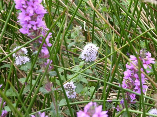 p1010259purple-loosestrife-mint
