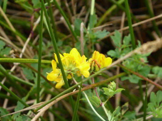 p1010260birds-foot-trefoil