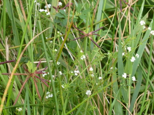 p1010263bedstraw-trefoil-seedheads