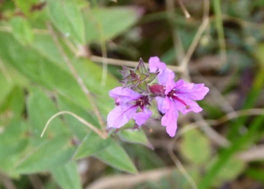p1010266purple-loosestrife