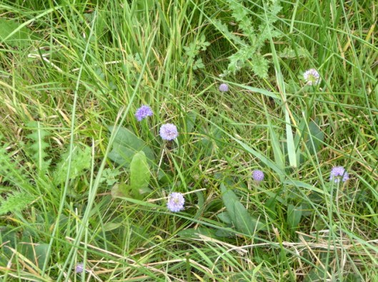 p1010267devils-bit-scabious
