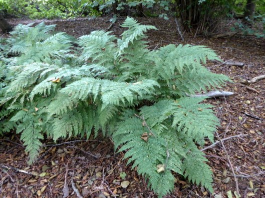 p1010269broad-buckler-fern