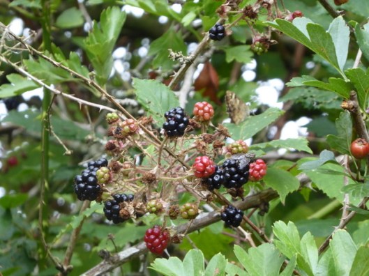 p1010271blackberries