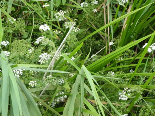 p1010274lesser-water-parsnip-perhaps