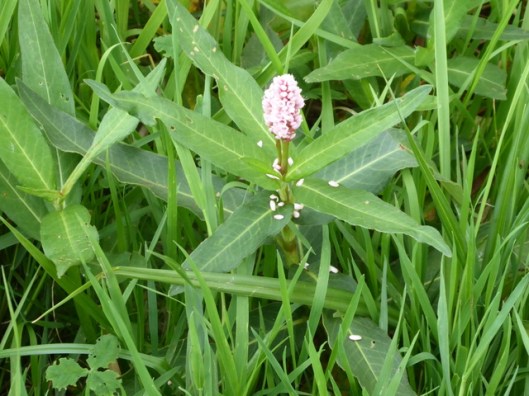 p1010276amphibious-bistort-perhaps