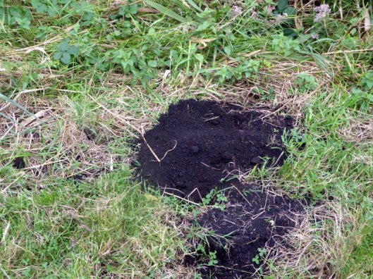 p1010277mole-in-peat