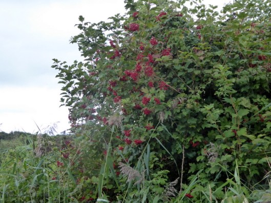 p1010281guelder-rose