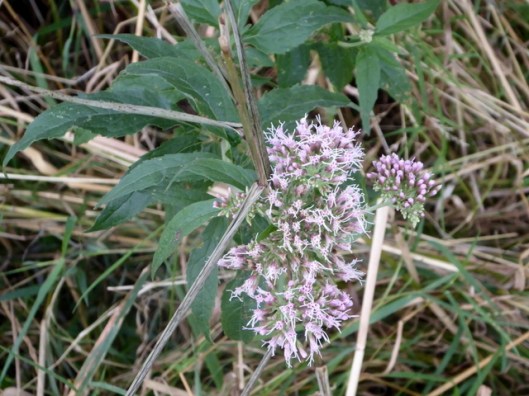 p1010282common-valerian