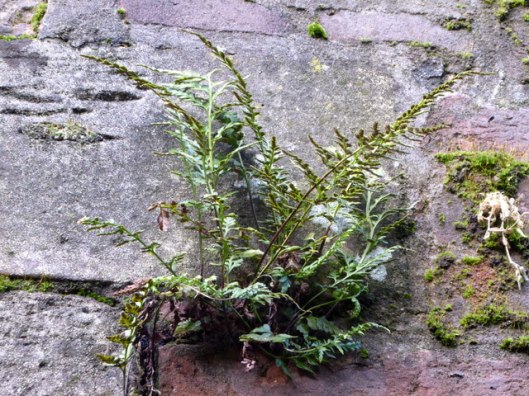 p1010660black-spleenwort