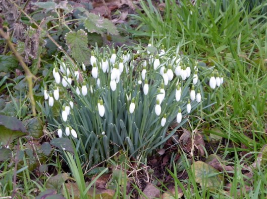 p1010719snowdrops
