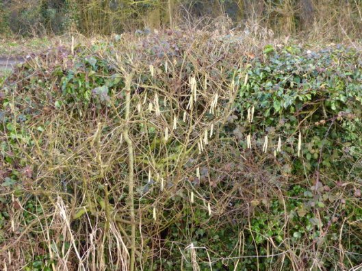 p1010720catkins