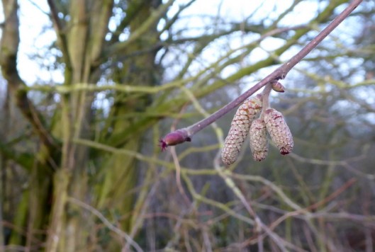 p1010723catkins