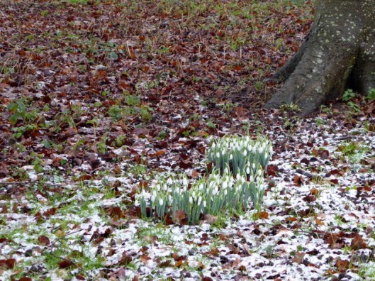 p1010693snowdrops