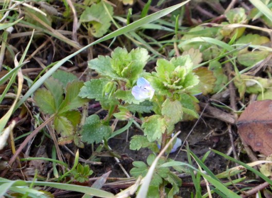 p1010704speedwell