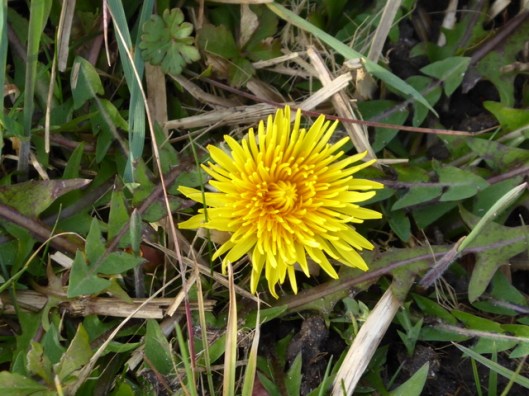 p1010705dandelion