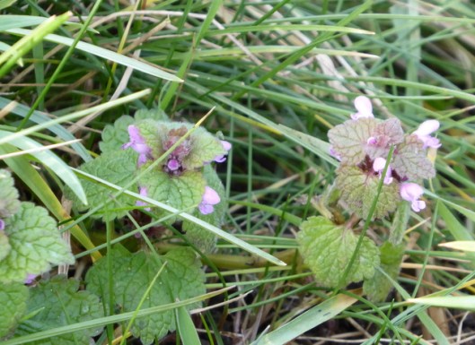 p1010706red-deadnettle